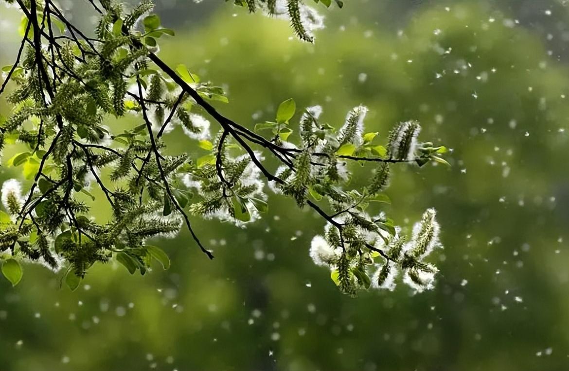 杨花唯美古诗有哪些（有关杨花的经典诗词）