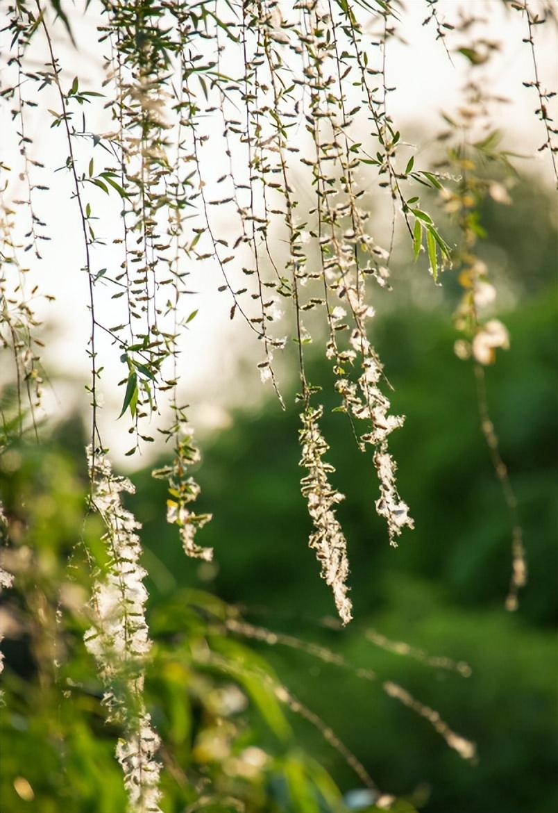 杨花唯美古诗有哪些（有关杨花的经典诗词）