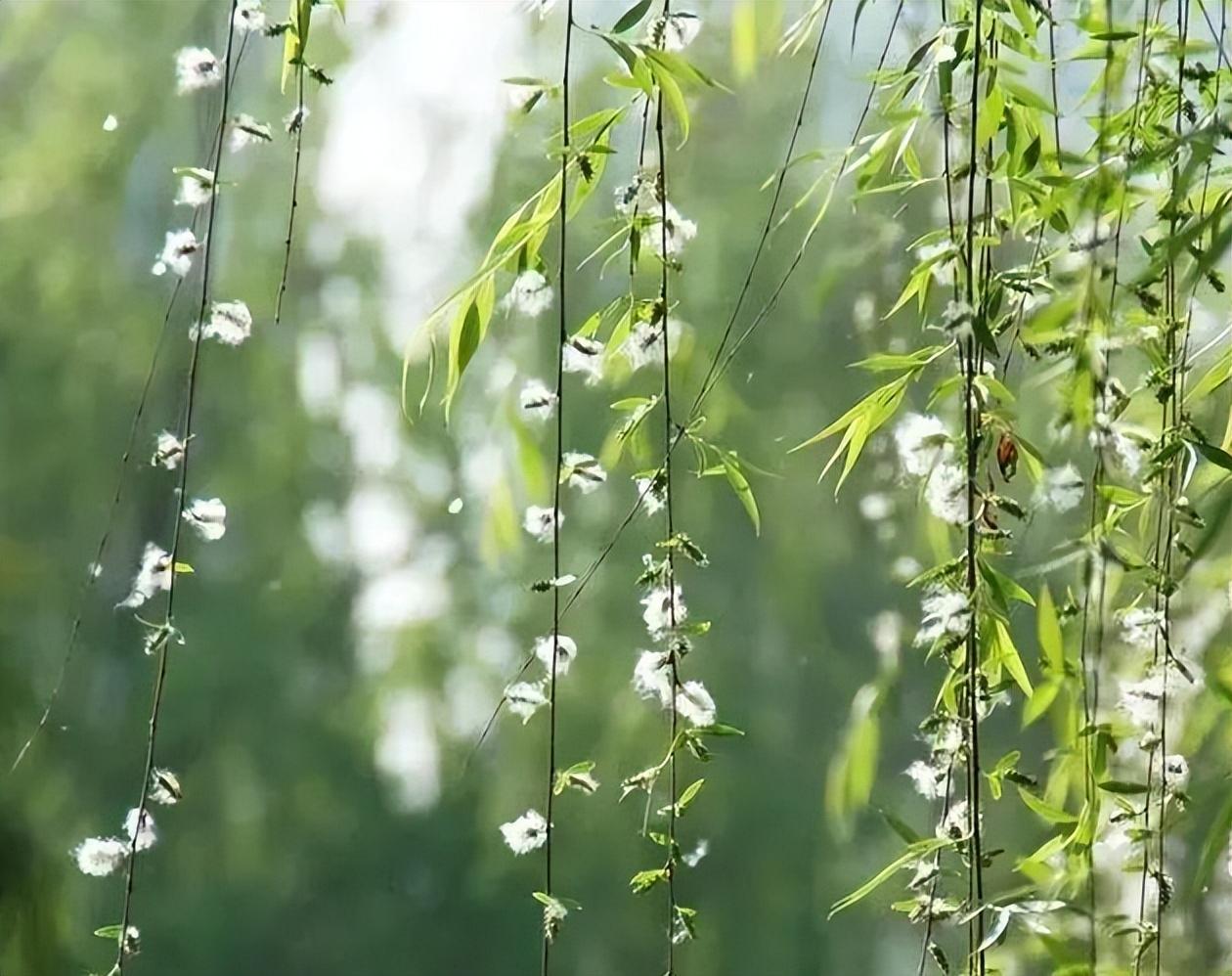 杨花唯美古诗有哪些（有关杨花的经典诗词）