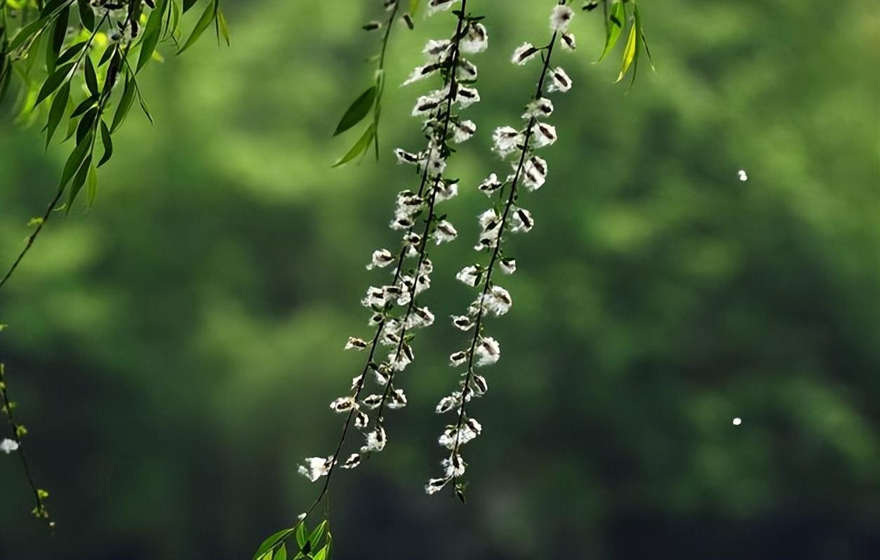 杨花唯美古诗有哪些（有关杨花的经典诗词）