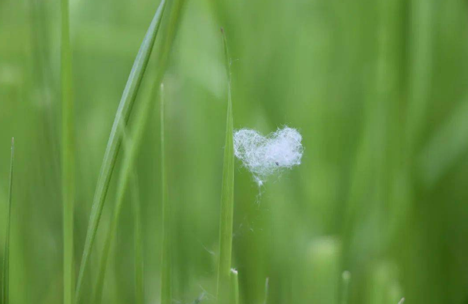 杨花唯美古诗有哪些（有关杨花的经典诗词）