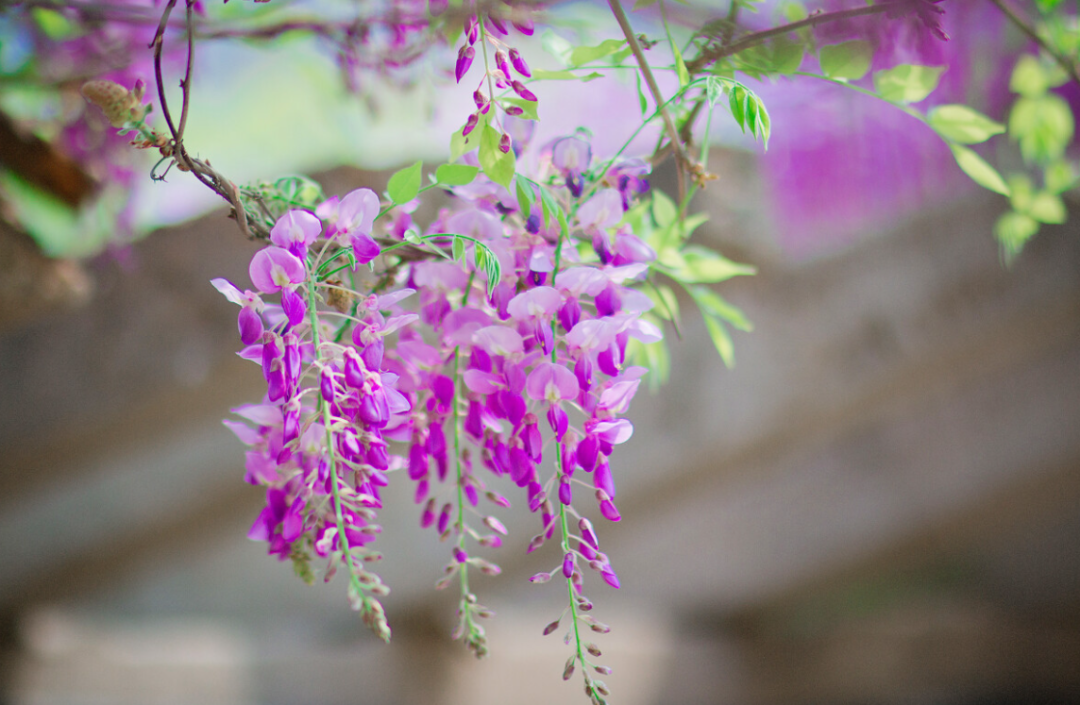 紫藤花唯美古诗大全（有关紫藤花的诗词）