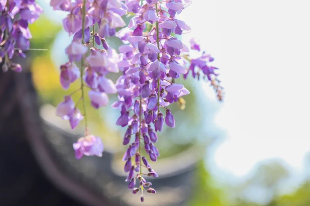 紫藤花唯美古诗大全（有关紫藤花的诗词）