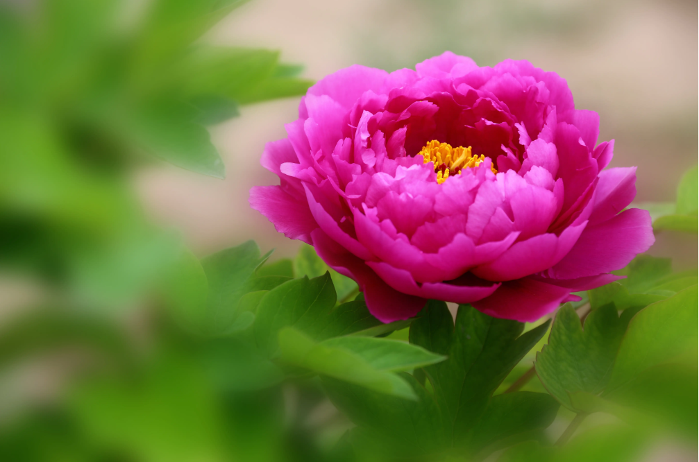 花中之王，牡丹盛开（有关牡丹的优美古诗词）