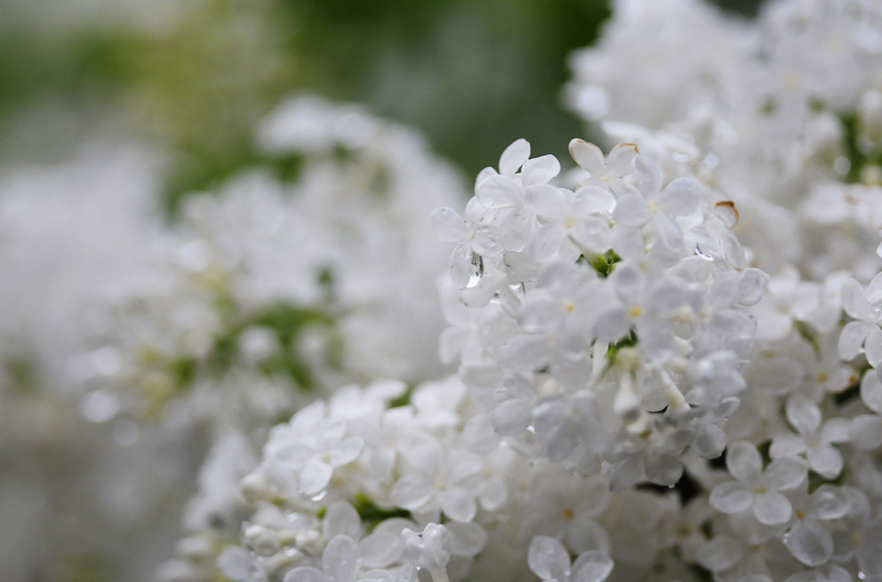 丁香花唯美古诗大全（芳香袭人，让人陶醉）