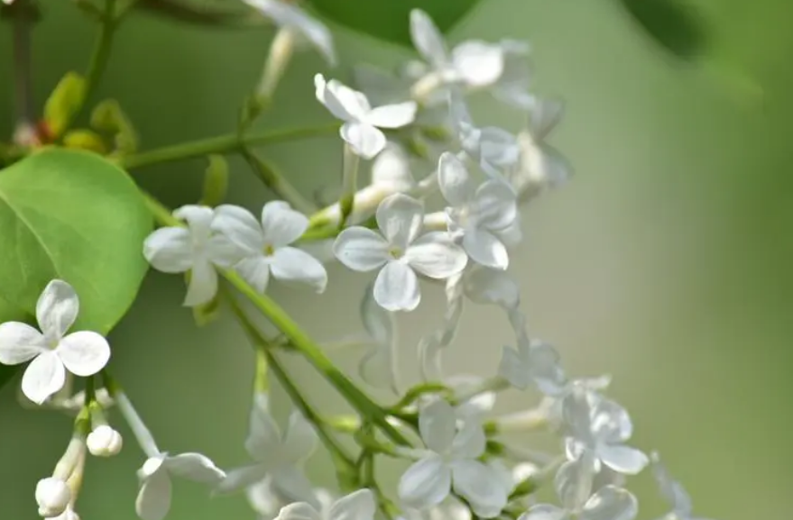 丁香花唯美古诗大全（芳香袭人，让人陶醉）