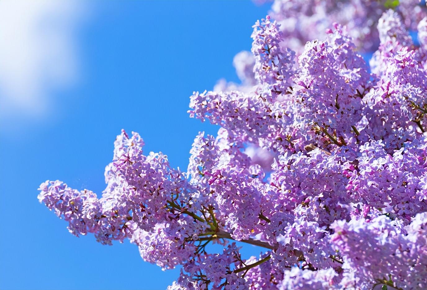 丁香花唯美古诗大全（芳香袭人，让人陶醉）