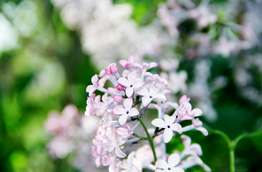 丁香花唯美古诗大全（芳香袭人，让人陶醉）