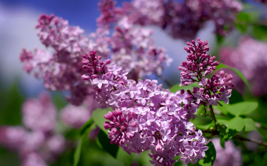 丁香花唯美古诗大全（芳香袭人，让人陶醉）