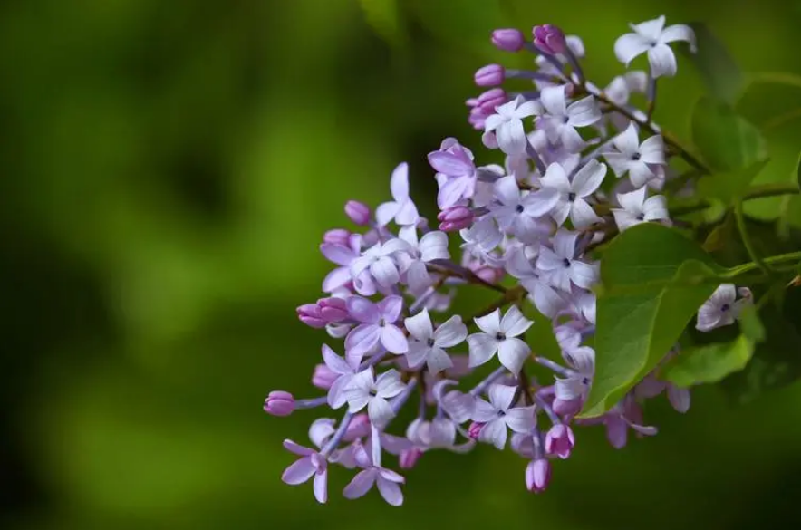 丁香花唯美古诗大全（芳香袭人，让人陶醉）