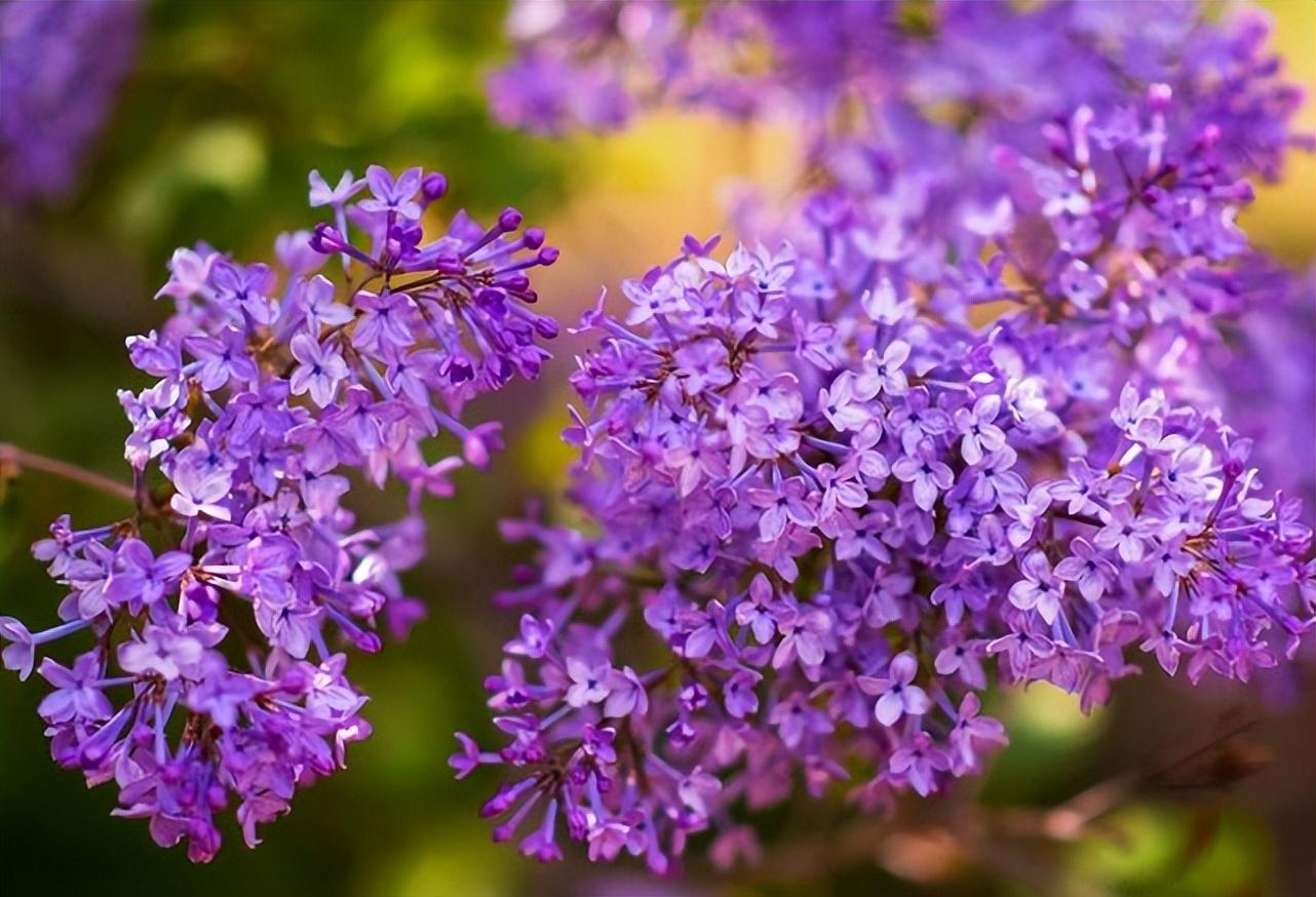 丁香花唯美古诗大全（芳香袭人，让人陶醉）