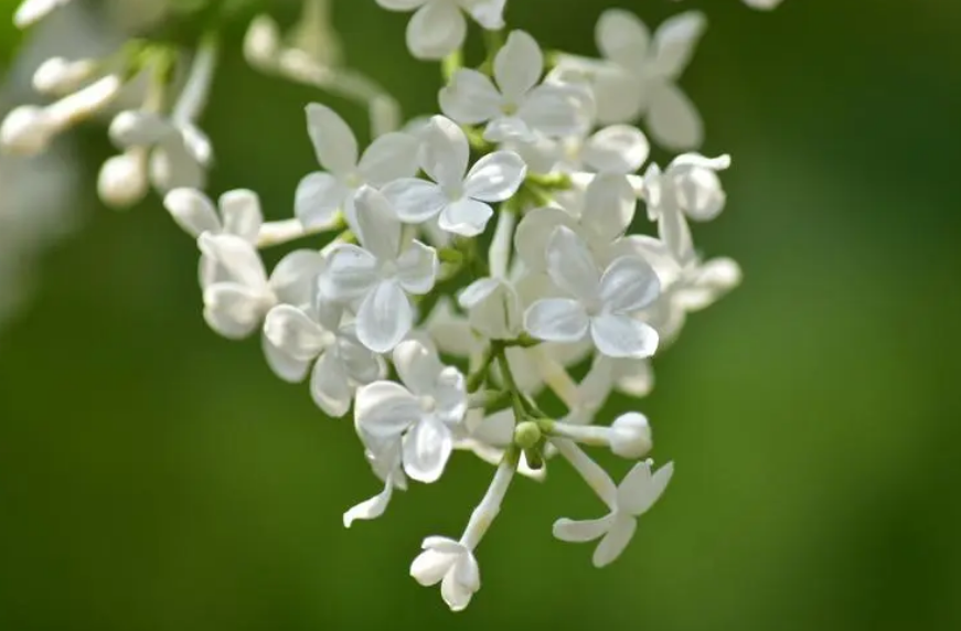 丁香花唯美古诗大全（芳香袭人，让人陶醉）