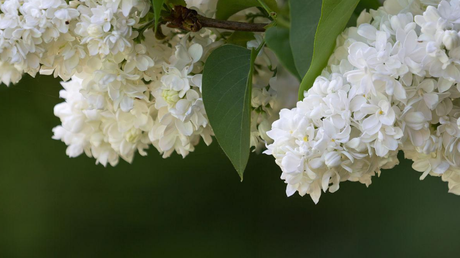 丁香花唯美古诗大全（芳香袭人，让人陶醉）