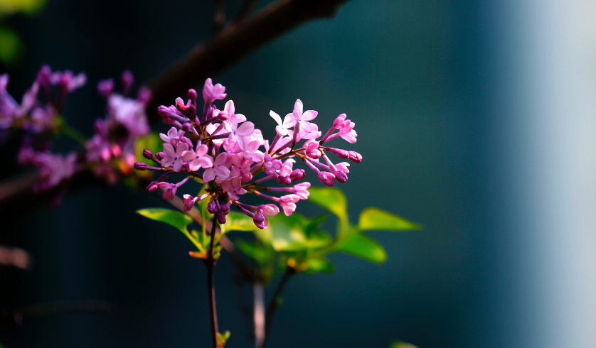 丁香花唯美古诗大全（芳香袭人，让人陶醉）