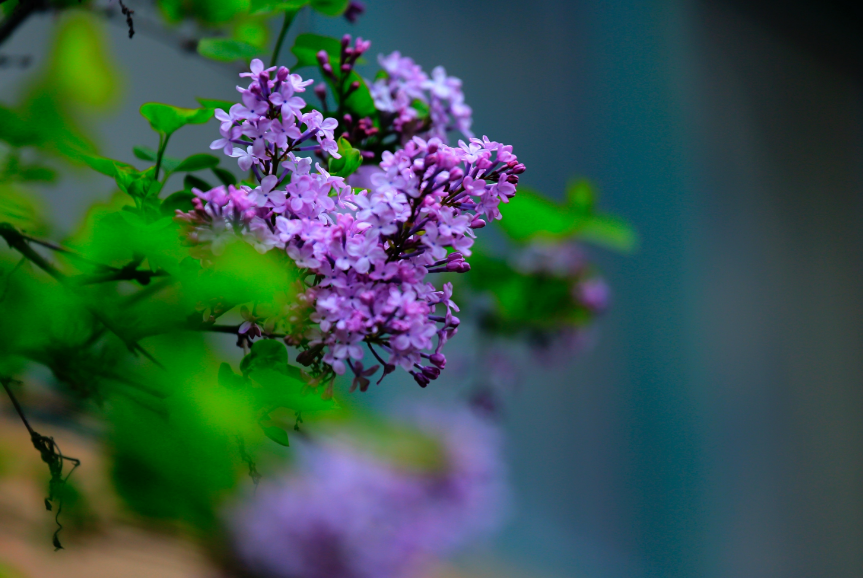 丁香花唯美古诗大全（芳香袭人，让人陶醉）