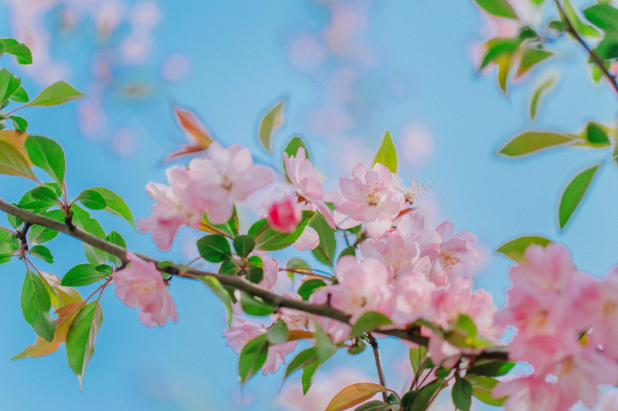 海棠花唯美古诗词（描写海棠花的诗句）