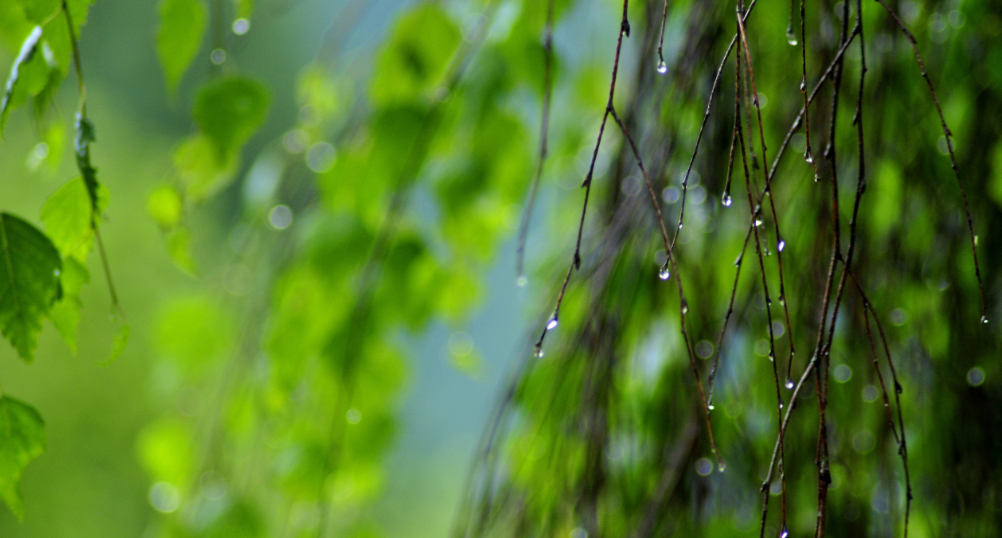 下雨唯美古诗大全（十首有关对雨的诗词）