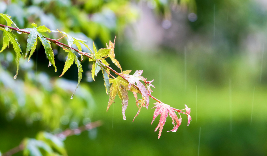 下雨唯美古诗大全（十首有关对雨的诗词）