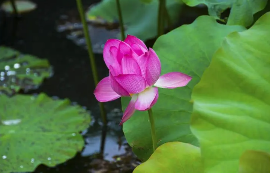 消夏唯美的古诗词（12首消夏的诗词）