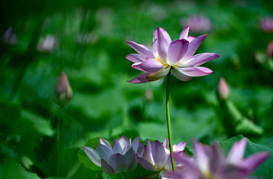 消夏唯美的古诗词（12首消夏的诗词）