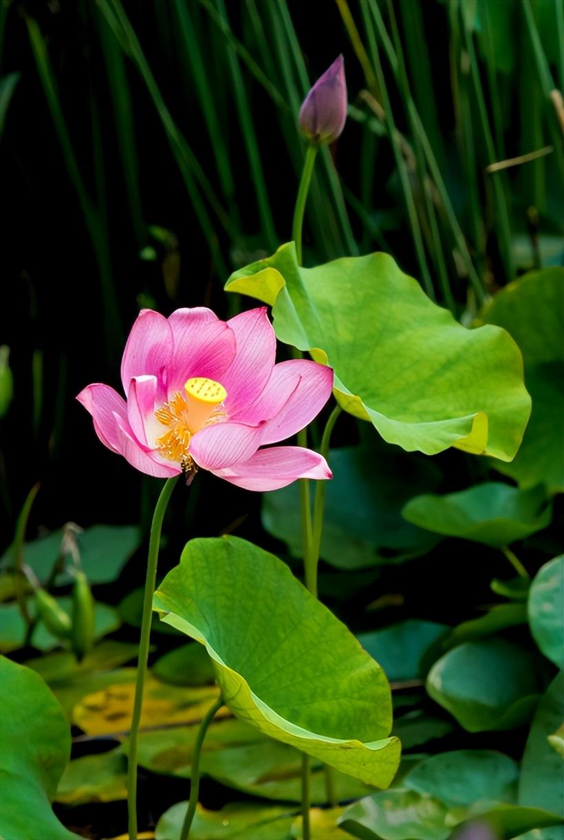 消夏唯美的古诗词（12首消夏的诗词）