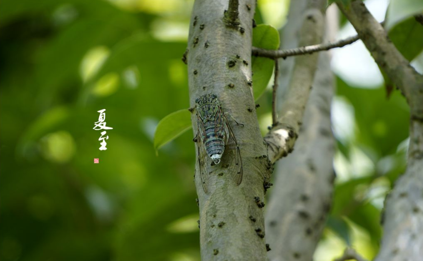 蝉鸣林语间 盛夏日已至（精选12首夏至的诗词）