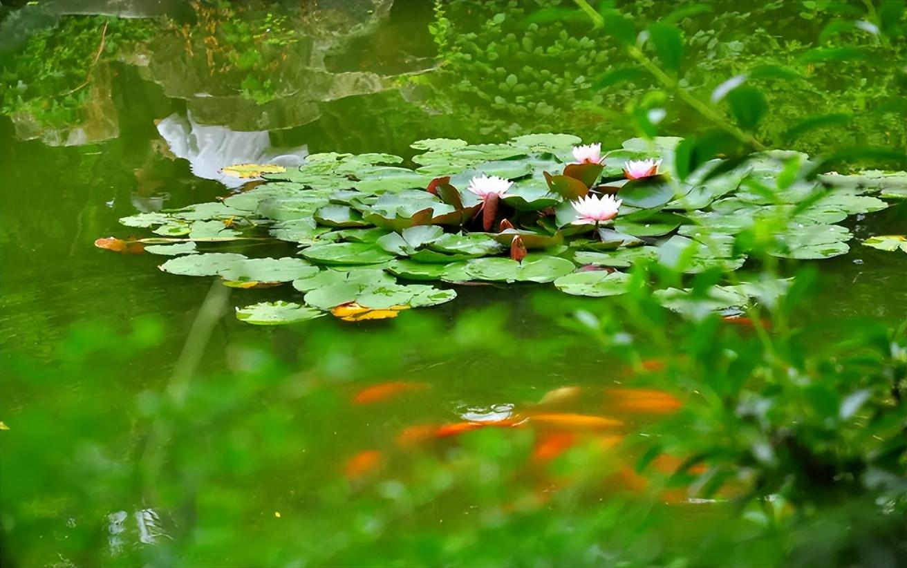 炎炎夏日，小池清凉（有关小池的经典诗句赏析）