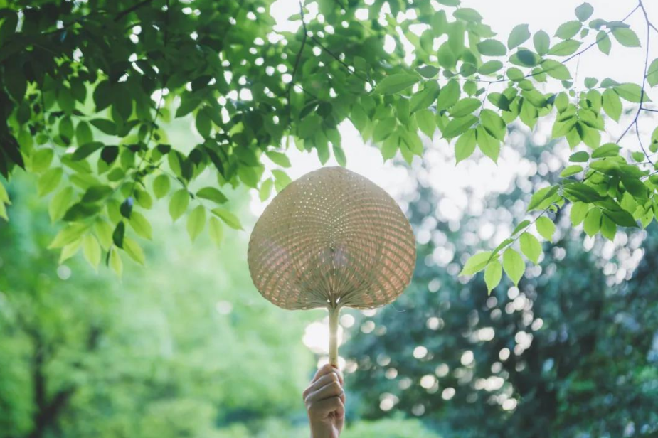 夏天雨后唯美古诗（赞美夏天唯美的经典古诗）