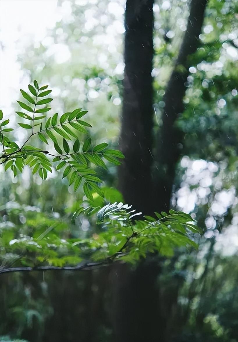 夏天雨后唯美古诗（赞美夏天唯美的经典古诗）