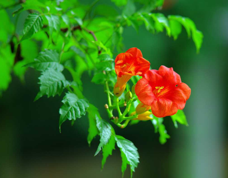 凌霄花唯美古诗推荐（八首凌霄花的诗词）