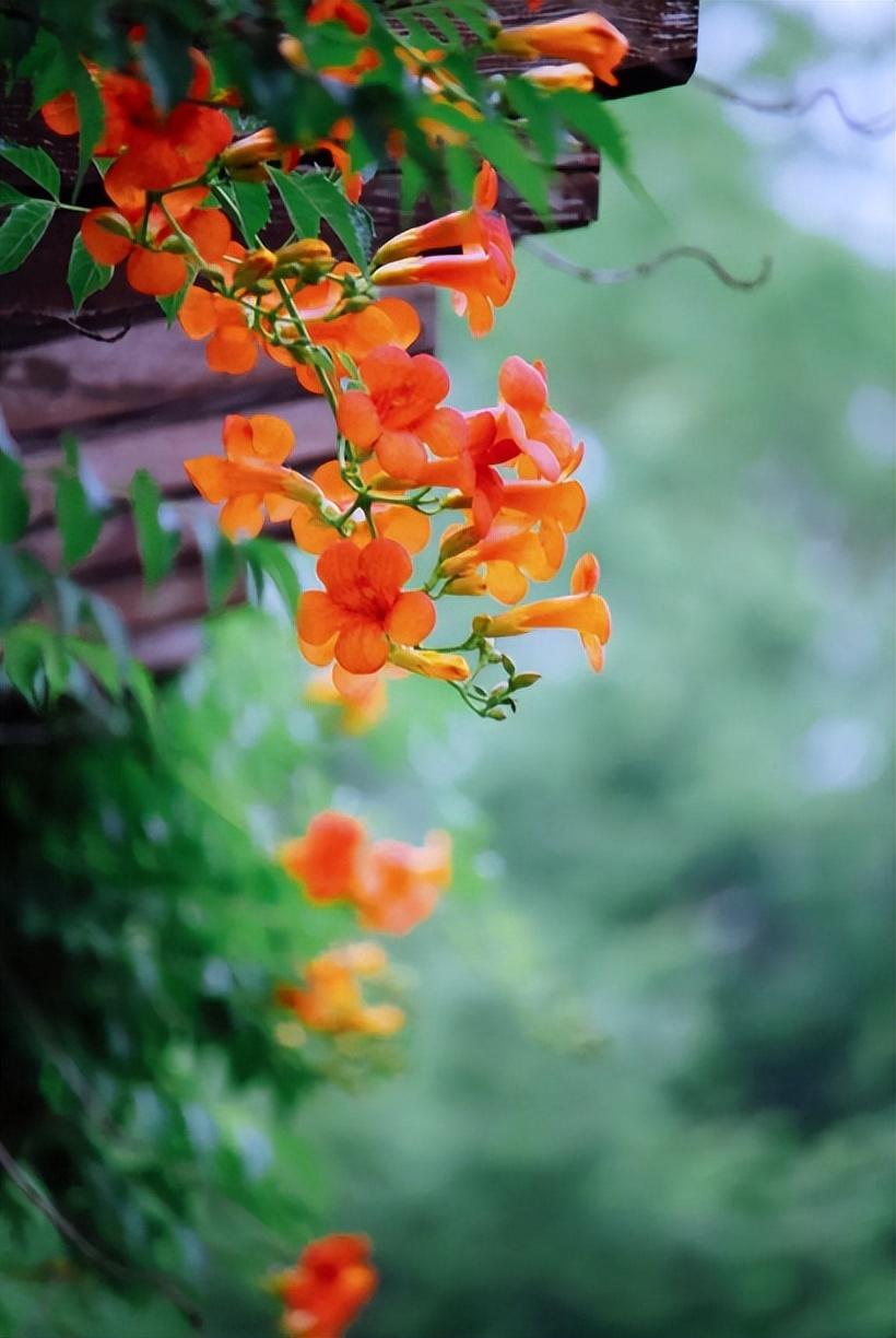 凌霄花唯美古诗推荐（八首凌霄花的诗词）