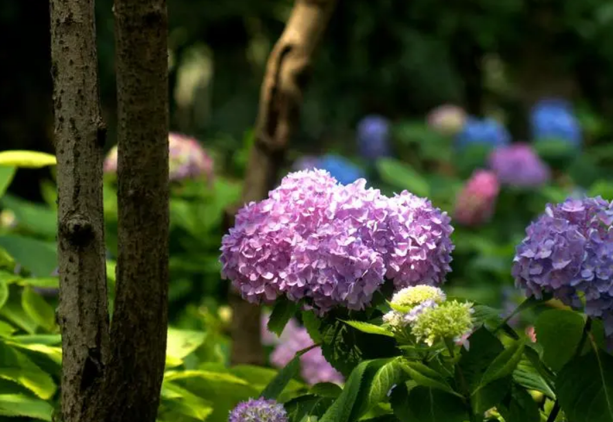 有关绣球花的唯美诗词（花开成海，浪漫无尽）