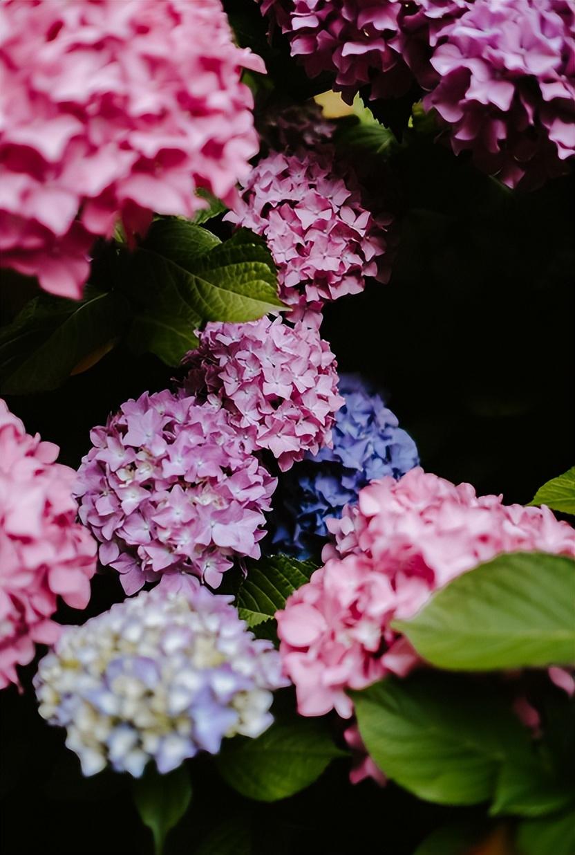 有关绣球花的唯美诗词（花开成海，浪漫无尽）