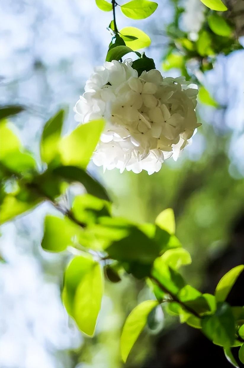 有关绣球花的唯美诗词（花开成海，浪漫无尽）