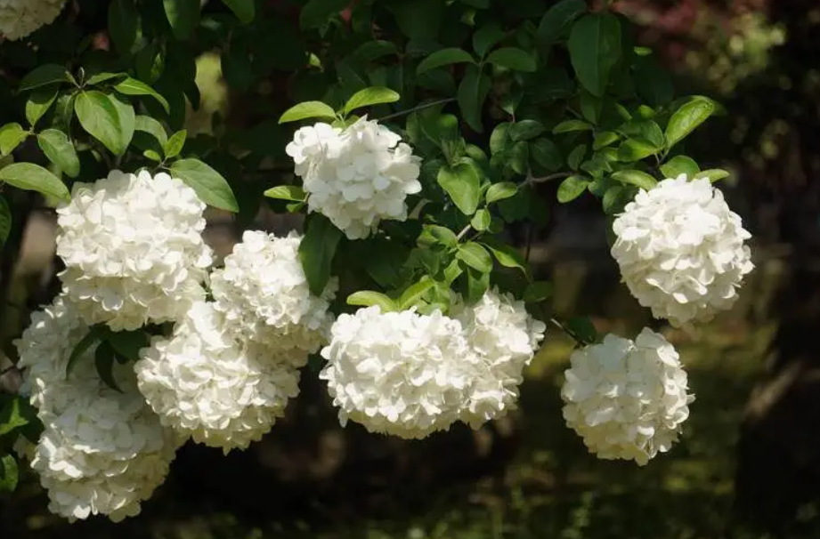 有关绣球花的唯美诗词（花开成海，浪漫无尽）