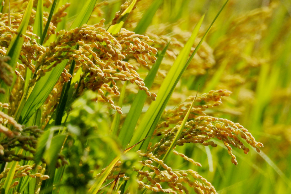 夏日唯美古诗大全（12首有关夏日的诗词）