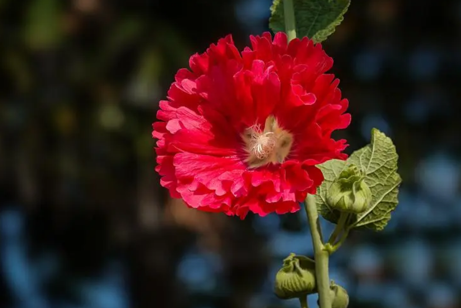 蜀葵花唯美古诗大全（有关蜀葵花的诗句）