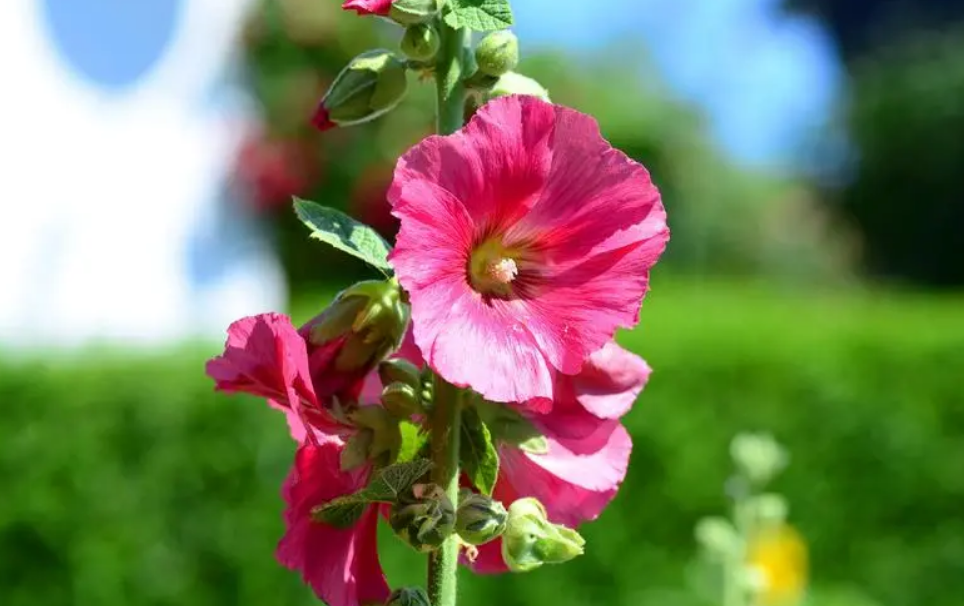 蜀葵花唯美古诗大全（有关蜀葵花的诗句）