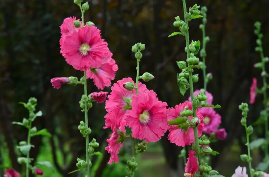 蜀葵花唯美古诗大全（有关蜀葵花的诗句）