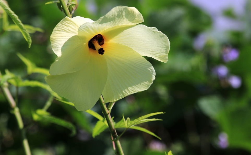 蜀葵花唯美古诗大全（有关蜀葵花的诗句）