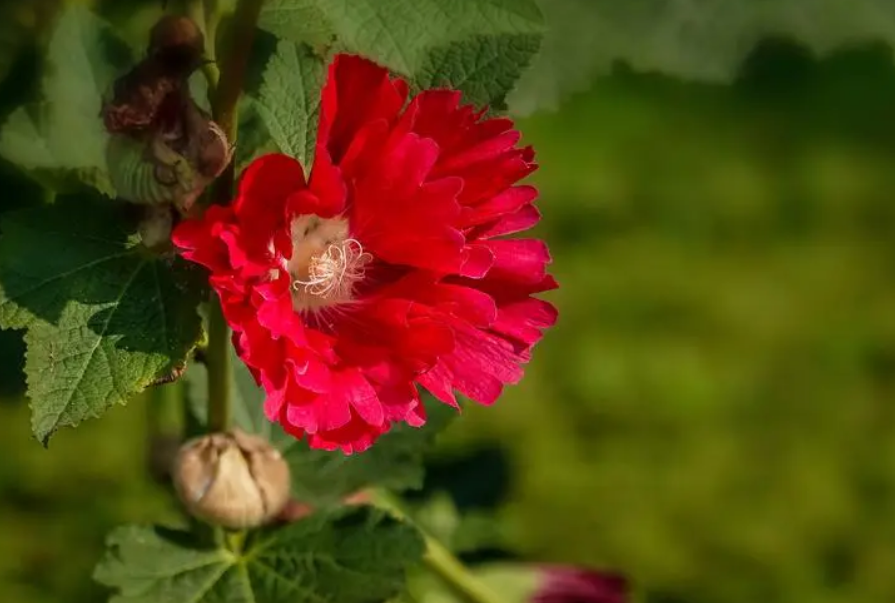 蜀葵花唯美古诗大全（有关蜀葵花的诗句）