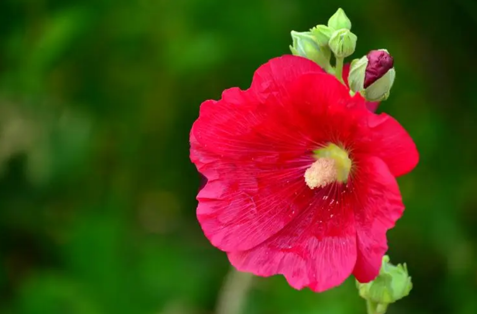 蜀葵花唯美古诗大全（有关蜀葵花的诗句）