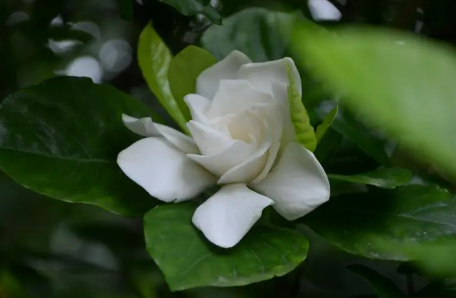 栀子花开，素华芳来（有关栀子花唯美诗词）