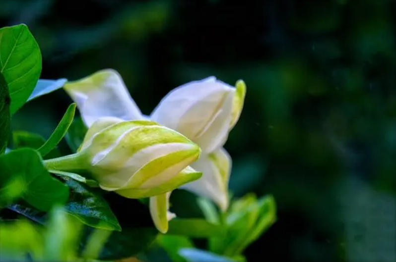 栀子花开，素华芳来（有关栀子花唯美诗词）