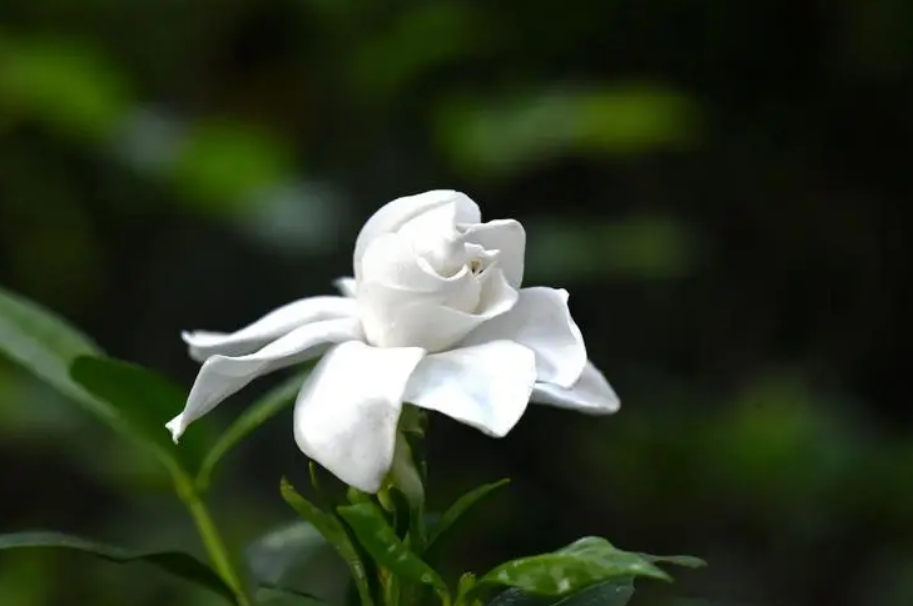 栀子花开，素华芳来（有关栀子花唯美诗词）