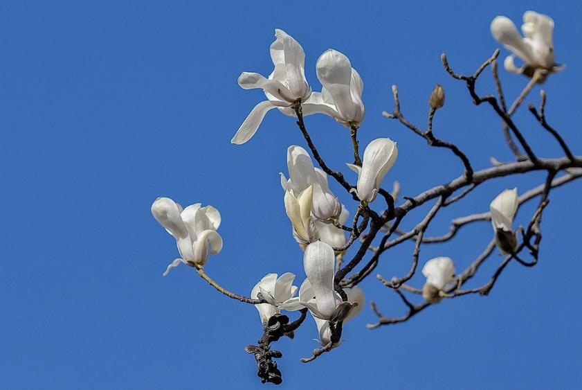 玉兰花诗词名句摘抄（关于玉兰花的经典古诗词）