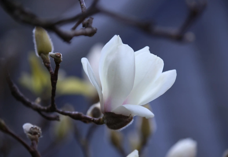 玉兰花诗词名句摘抄（关于玉兰花的经典古诗词）