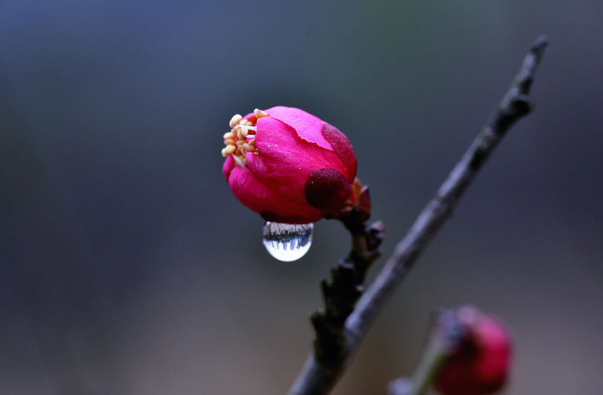 踏雪寻梅，祈福新年（有关寻梅的经典诗词）