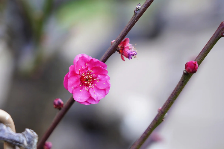 踏雪寻梅，祈福新年（有关寻梅的经典诗词）