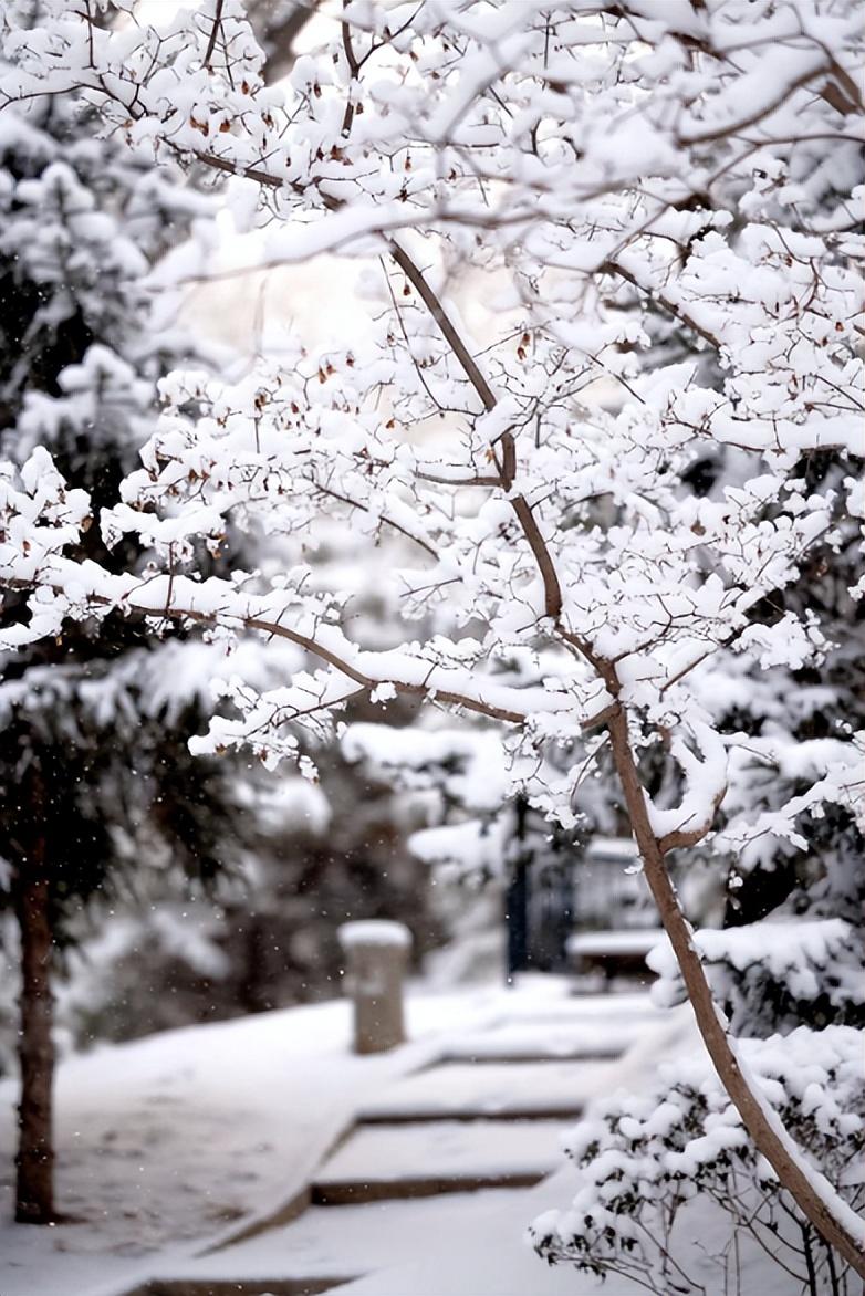 初雪经典诗词大全（描写初雪的古诗词）